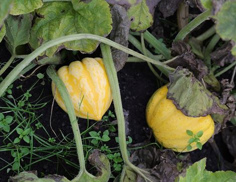 Seasonal Squash Box, Organic 
