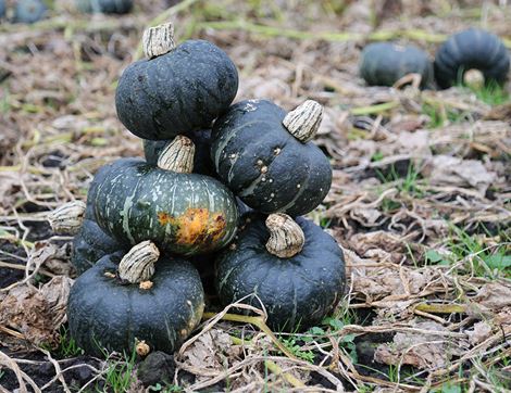 Seasonal Squash Box, Organic 