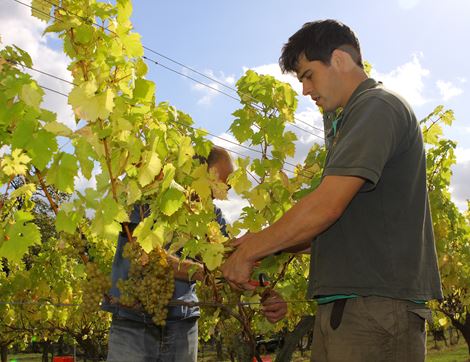 Limney Estate Sparkling Auxerrois Wine, Organic, Davenport Vineyard, 2014 (75cl)