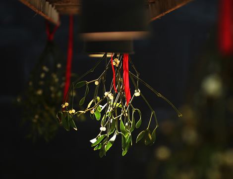 Mistletoe, Organic (5 sprigs)