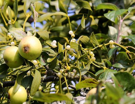Mistletoe, Organic (5 sprigs)