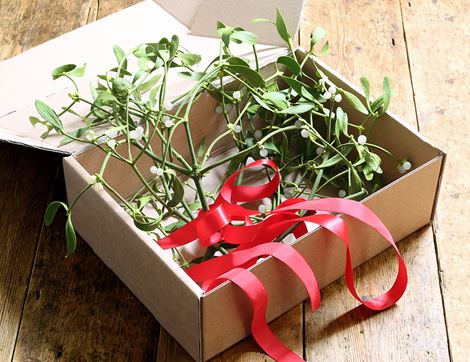 Mistletoe, Organic (5 sprigs)