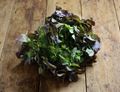Red Lettuce Red Lettuce