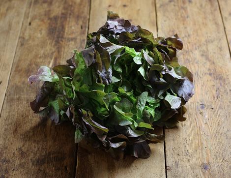 Oak Leaf Lettuce, Organic (1 head)