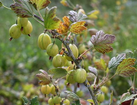 English Summer Fruit Mix, Organic (225g)