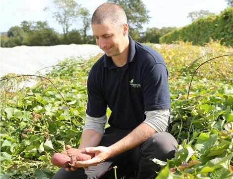 Sweet Potatoes, Organic (700g)