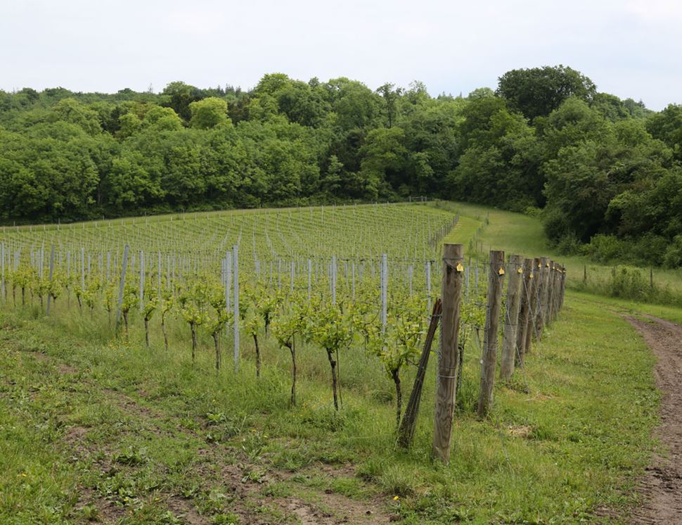 Albury Vineyard