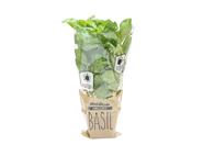 Basil in a Pot, Organic