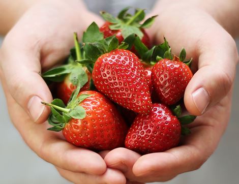 organic strawberries in a hand