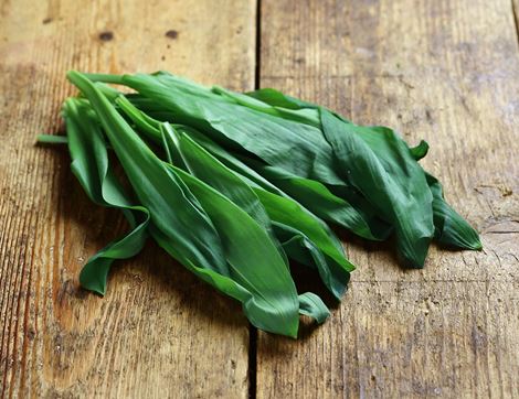 wild garlic