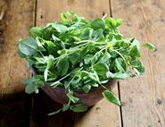 organic pea shoots loose 