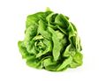 Green Lettuce