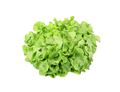 Green Lettuce