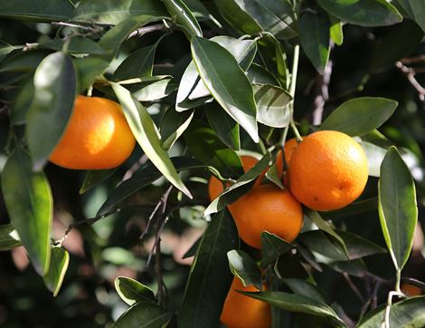 Clementines, Organic (600g)