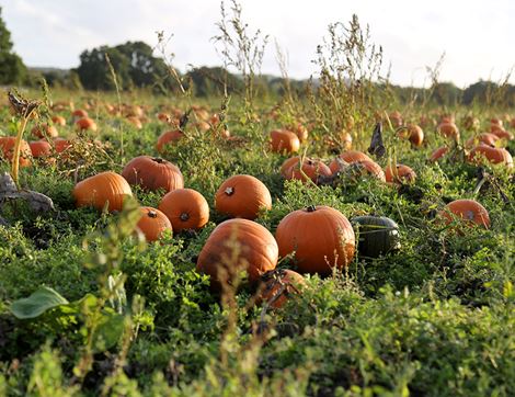 Pumpkin for Carving, Organic, Large (3-6kg)