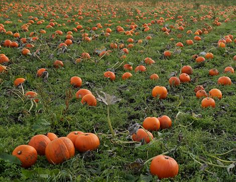 Pumpkin for Carving, Organic, Large (3-6kg)