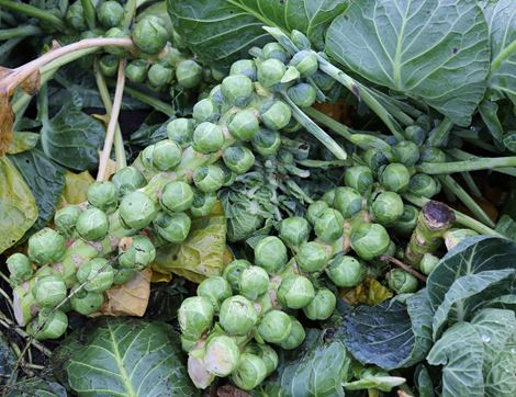 Brussels Sprouts, Organic (1kg)