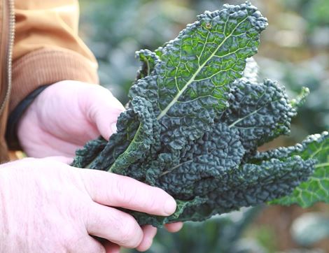 All British Veg Box, Organic