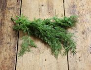 organic dill 20g