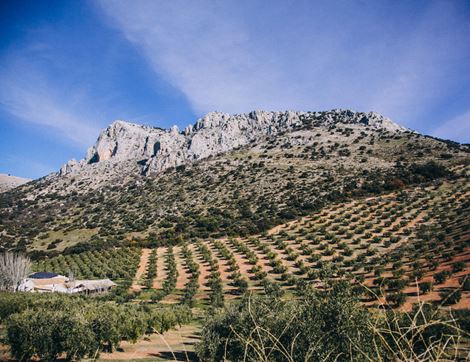Extra Virgin Olive Oil from Spain, Organic, Abel & Cole (500ml)