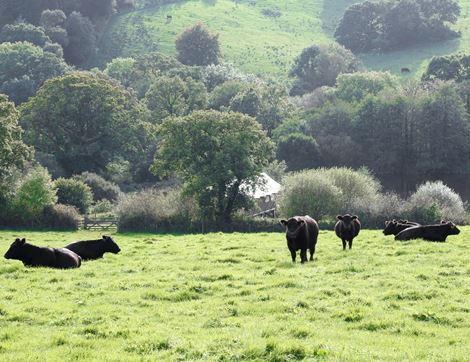 28 Day Aged Sirloin Steak, Organic (440g)