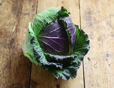 organic january king cabbage