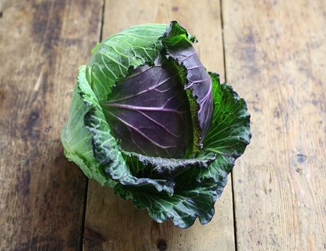 January King Cabbage, Organic