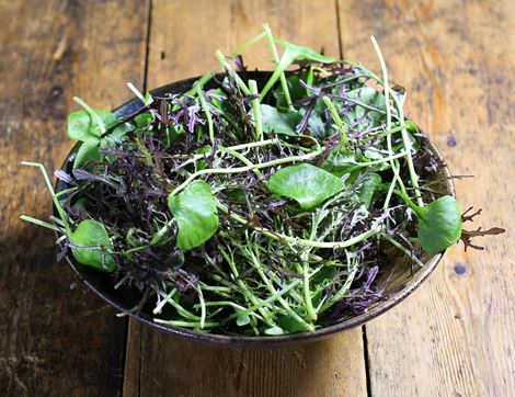 organic winter salad mix