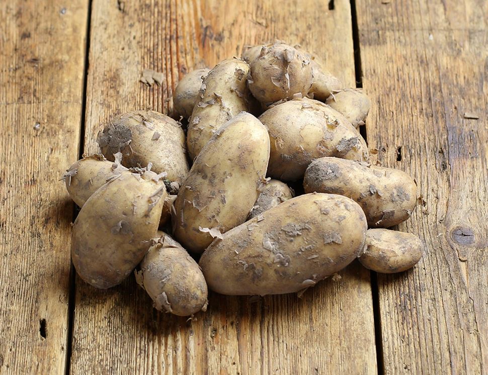 jersey royal seed potatoes for sale