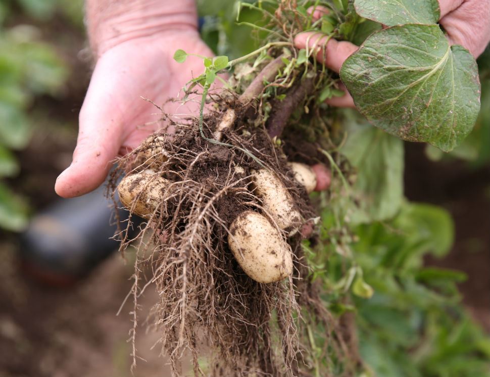 jersey royal potatoes for sale