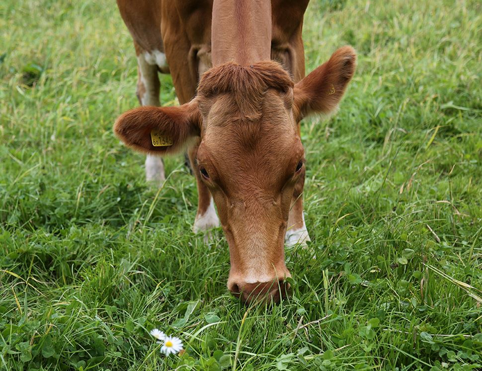 Brown Cow Organics
