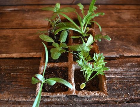 Plug Plants for Summer Flowers, Organic Blooms, Organic (8 plants)