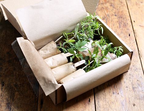 Plug Plants, Heritage Herbs, Suitable for Organic Growing (8 plants)
