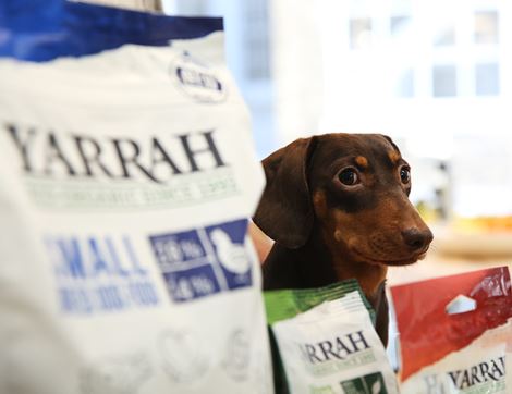 Mini Snacks for Dogs, Organic, Yarrah (100g)