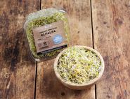 Alfalfa Sprouts, Organic, Sky Sprouts (100g)