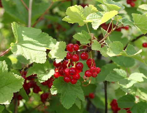 English Redcurrants, Organic (125g)