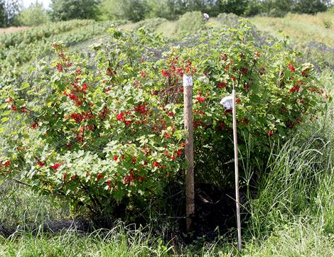 English Redcurrants, Organic (125g)