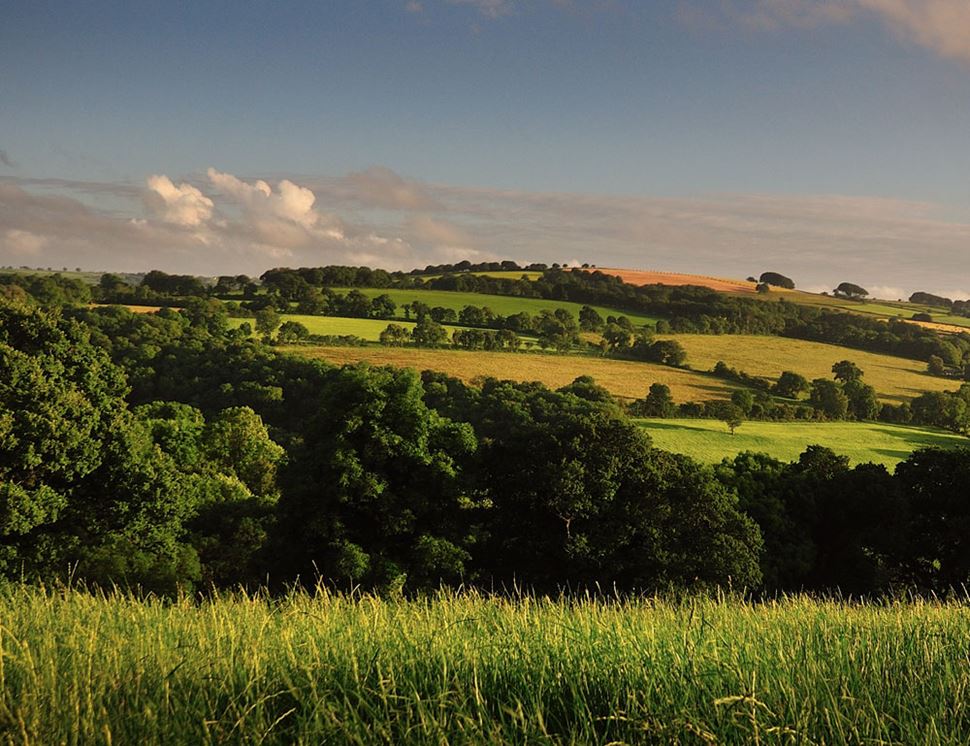 Caws Cenarth Cheese