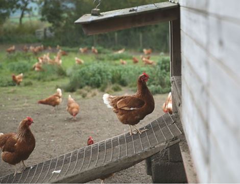 Biodynamic Eggs, Organic Free Range, Nantclyd Farm (6 mixed)