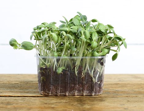 Micro Sunflower Greens, Organic (200g)