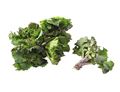 Kalettes ® Kalettes ®
