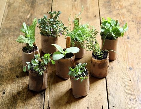 Plug Plant Herbs for Summer Drinks, Suitable for Organic Growing (8 plants)