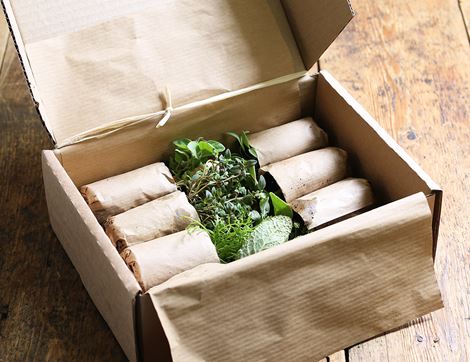 Plug Plant Herbs for Summer Drinks, Suitable for Organic Growing (8 plants)