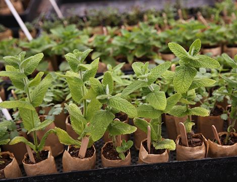 Plug Plant Herbs for Summer Drinks, Suitable for Organic Growing (8 plants)