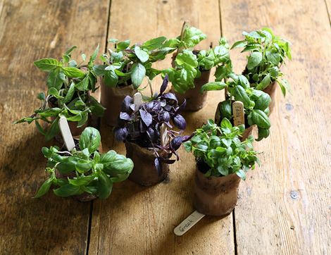 Basil Plant Collection, Organic, Organic Blooms (8 plants)