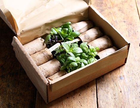 Basil Plant Collection, Organic, Organic Blooms (8 plants)