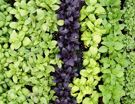 Basil Plant Collection, Organic, Organic Blooms (8 plants)