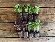 Basil Plant Collection, Organic, Organic Blooms (8 plants)