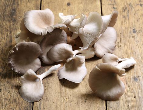 Oyster Mushrooms, Organic (150g)