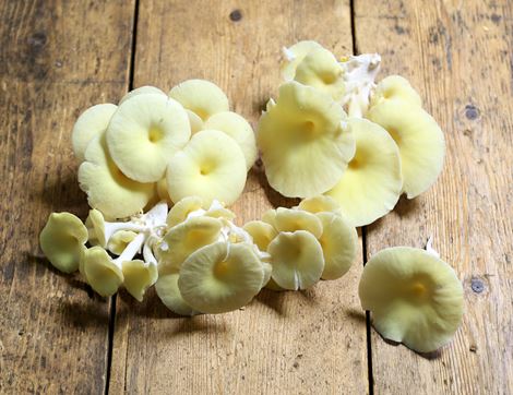 Yellow Oyster Mushrooms, Organic (150g)
